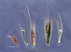  Pedicelled spikelets